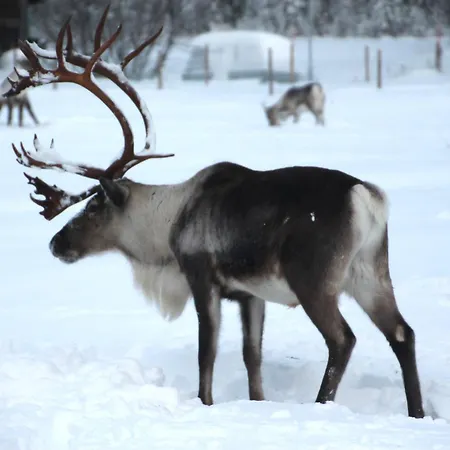 Ylläs Ix 9502 Kolari