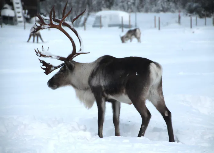 Yllaes Ix 9502 콜라리